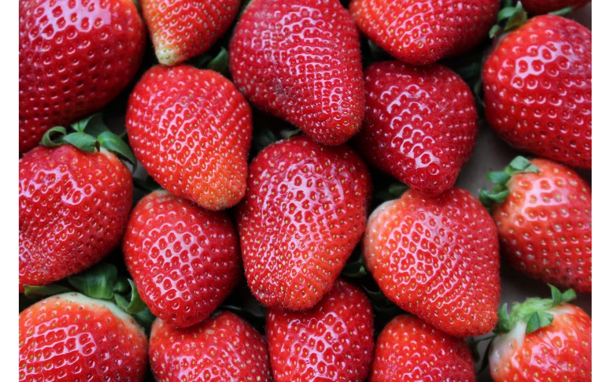 Trồng dâu tây trong nhà kính  Trồng dâu tây trong nhà kính