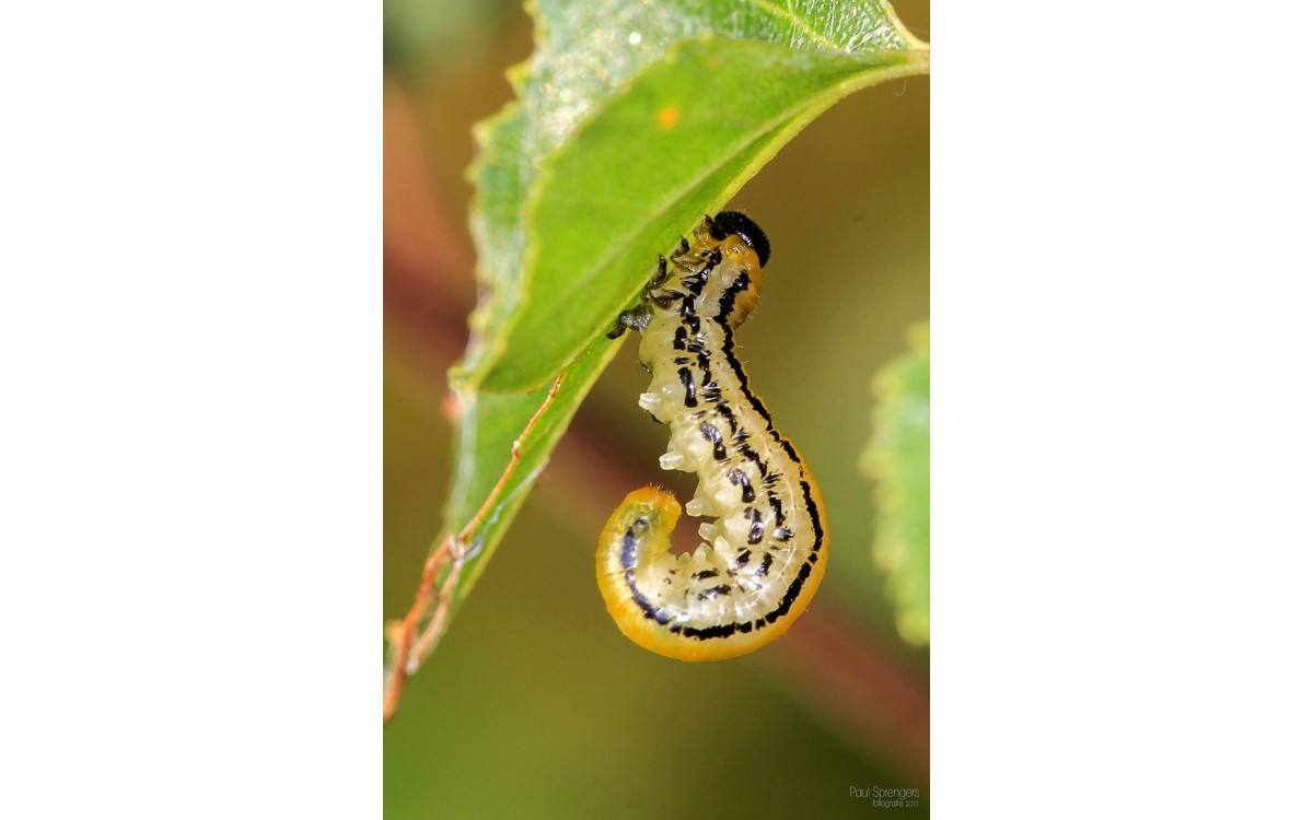 TÁC HẠI CÔN TRÙNG TRONG SẢN XUẤT NÔNG NGHIỆP  TÁC HẠI CÔN TRÙNG TRONG SẢN XUẤT NÔNG NGHIỆP