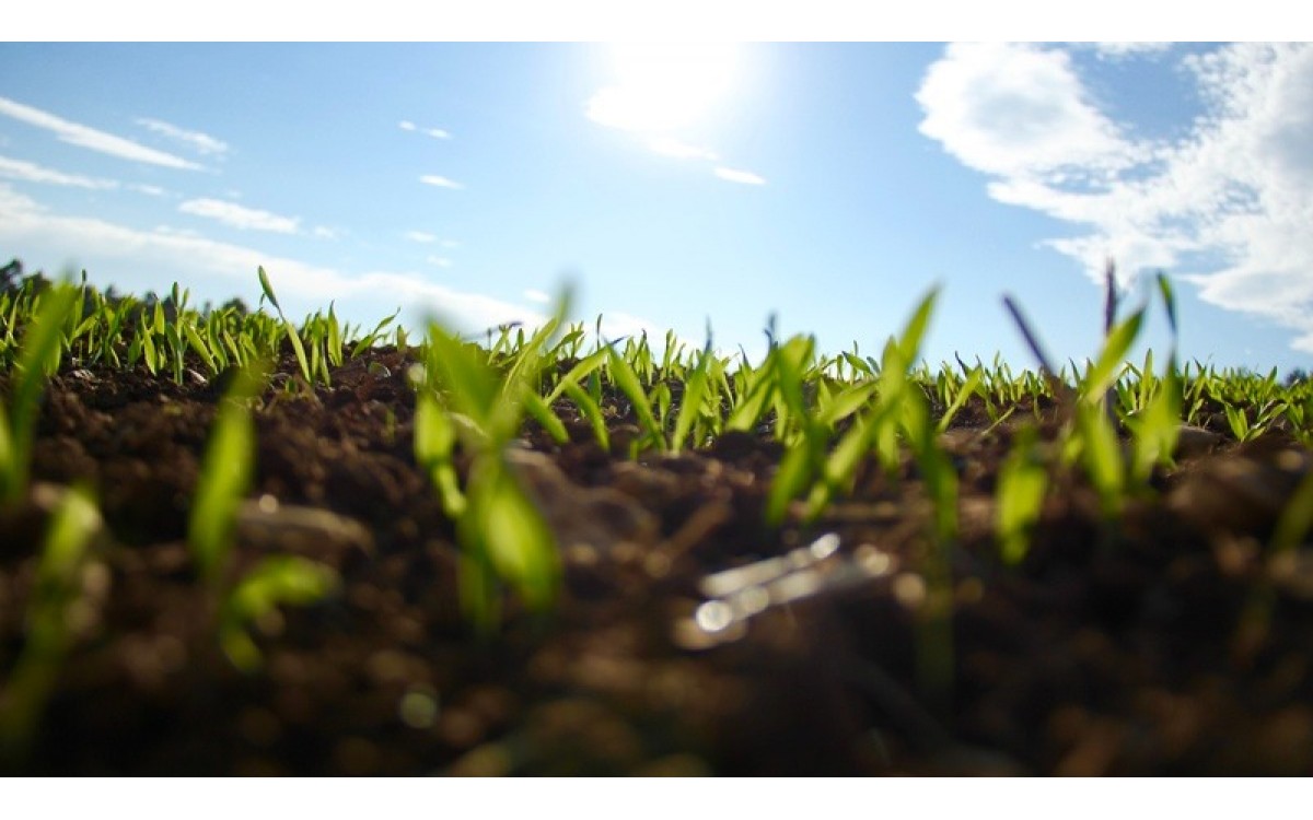 8 lý do hạt giống của bạn không nảy mầm 8 lý do hạt giống của bạn không nảy mầm