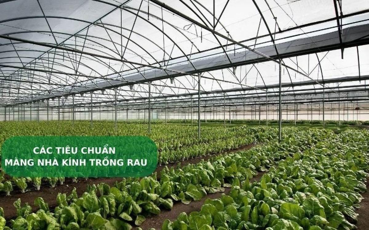 Các tiêu chuẩn xây dựng nhà màng, nhà kính trồng rau Các tiêu chuẩn xây dựng nhà màng, nhà kính trồng rau