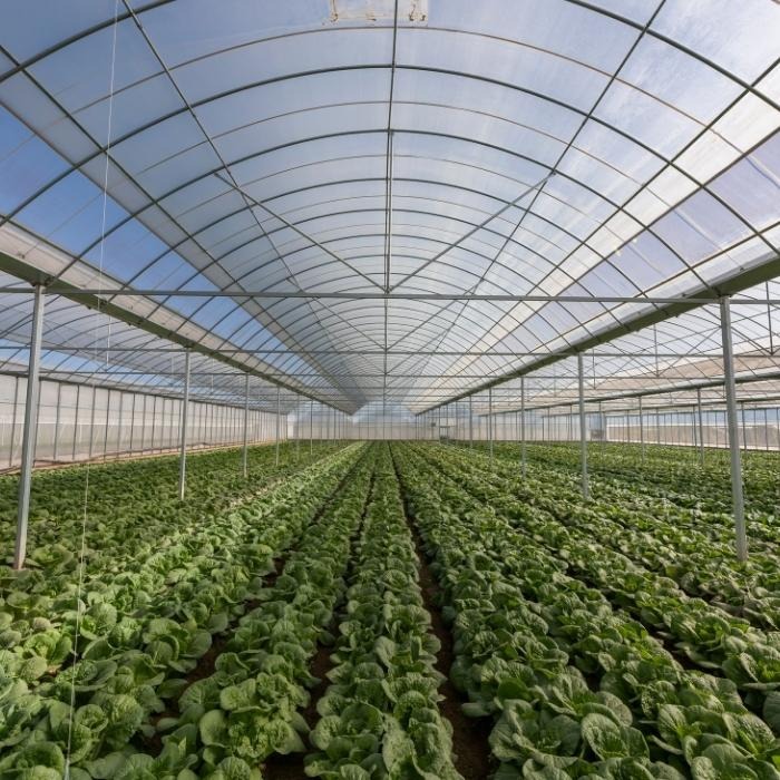 Sử dụng màng nhà kính GreenPro trong nông nghiệp