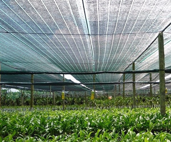 Lưới che nắng trong nông nghiệp