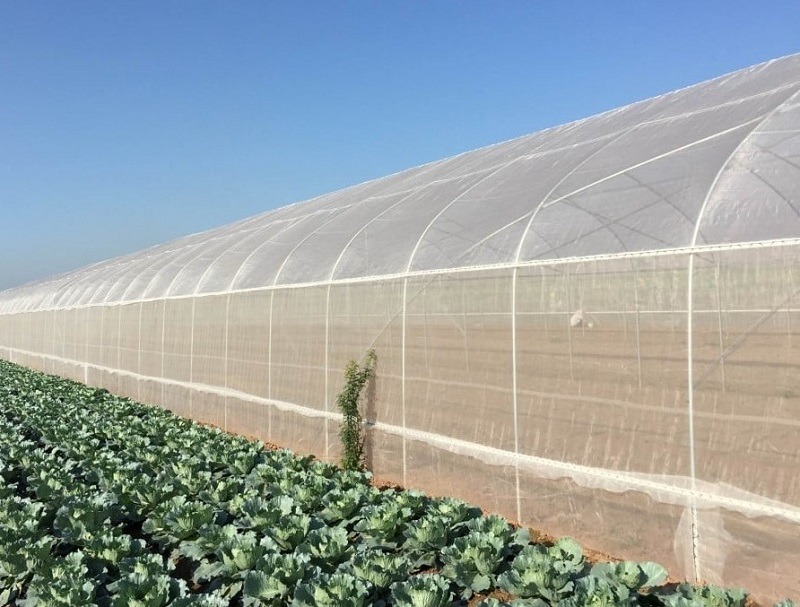 sử dụng nhà lưới để trồng rau