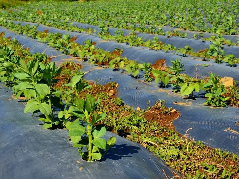 Sử dụng màng phủ nông nghiệp