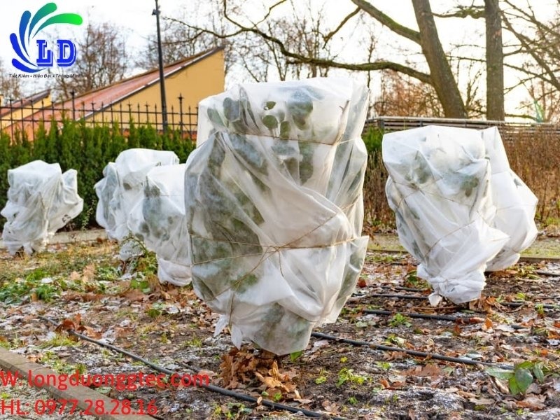 Che phủ cây bằng màng PE