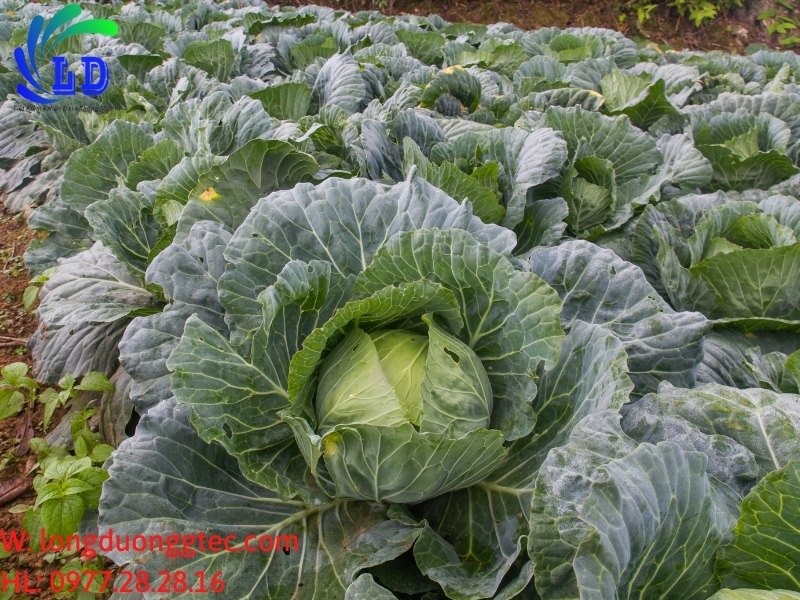 Trồng các loại cây thích hợp vào mùa đông