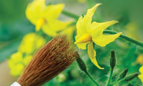 Thụ phấn thủ công