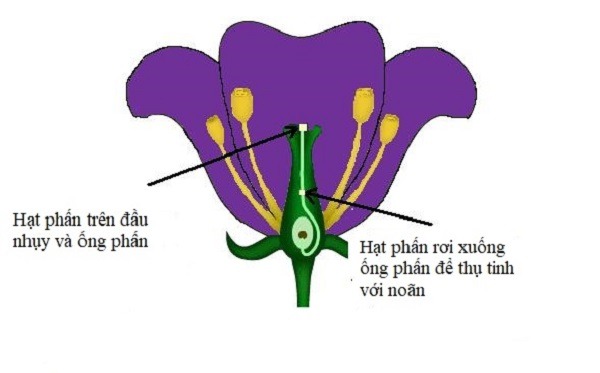 Tự thụ phấn là gì?