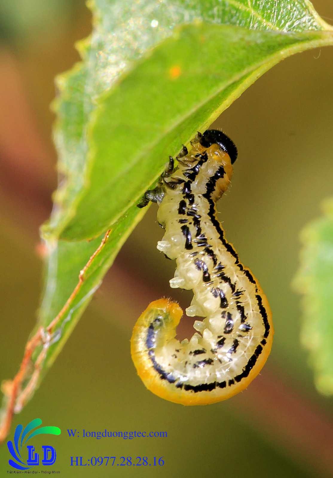 sâu bướm là gì