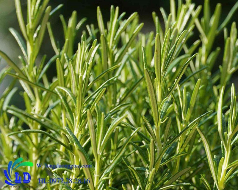 Xua đuổi sâu bướm bằng các loại cây có mùi thơm mạnh