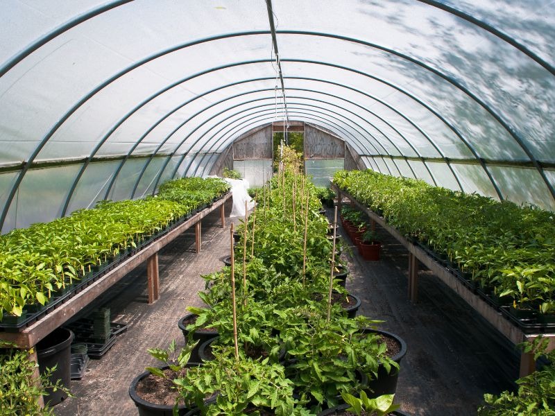 Lựa chọn thương hiệu màng nhà kính.