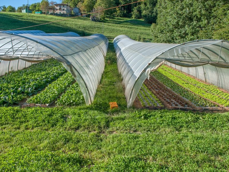 Độ bền của màng nhà kính ở Việt Nam