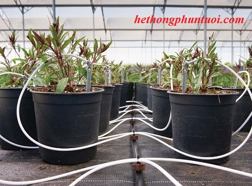 Hệ thống tưới nước nhỏ giọt cho nông nghiệp